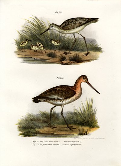 Marsh Sandpiper by German School